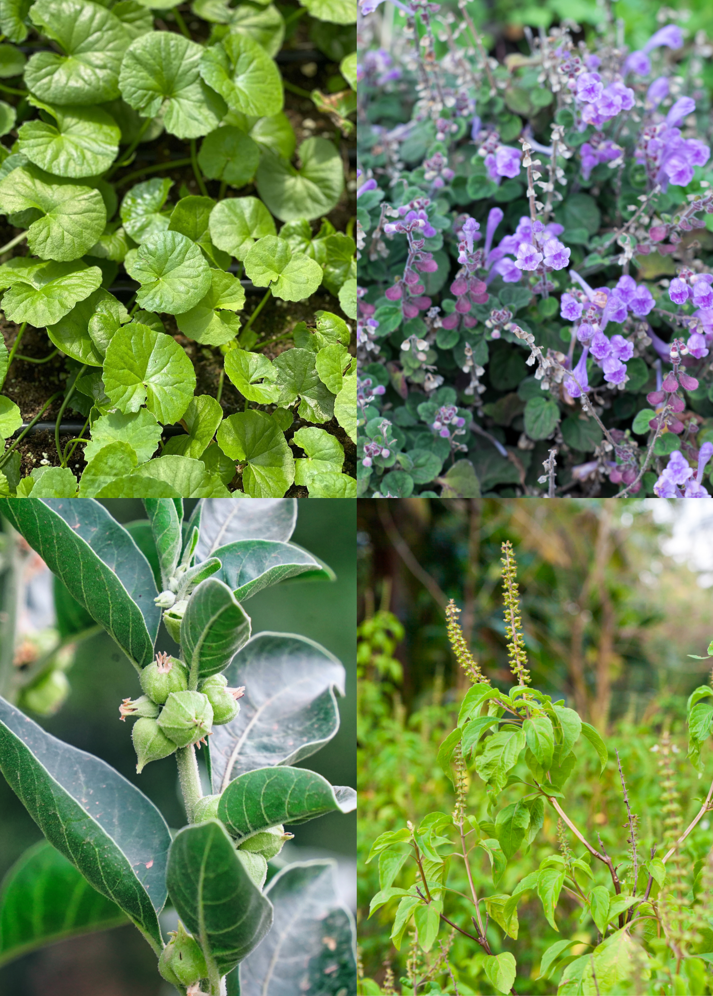 Adaptogen Herb Bundle with Gotu Kola, Skullcap, Ashwagandha, Tulsi Vana - Organic Potted Medicinal Plants Set