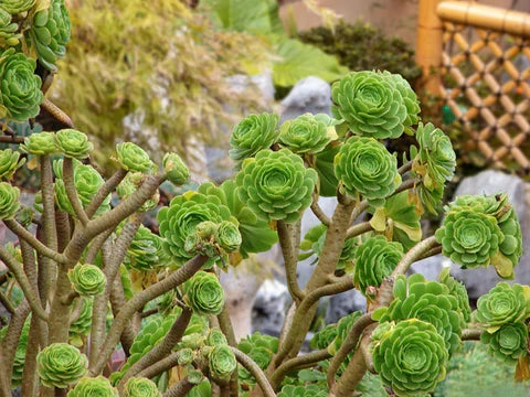 10 Large Aeonium Succulent Cuttings | Live Unrooted Plants | Easy to Propagate & Drought-Tolerant
