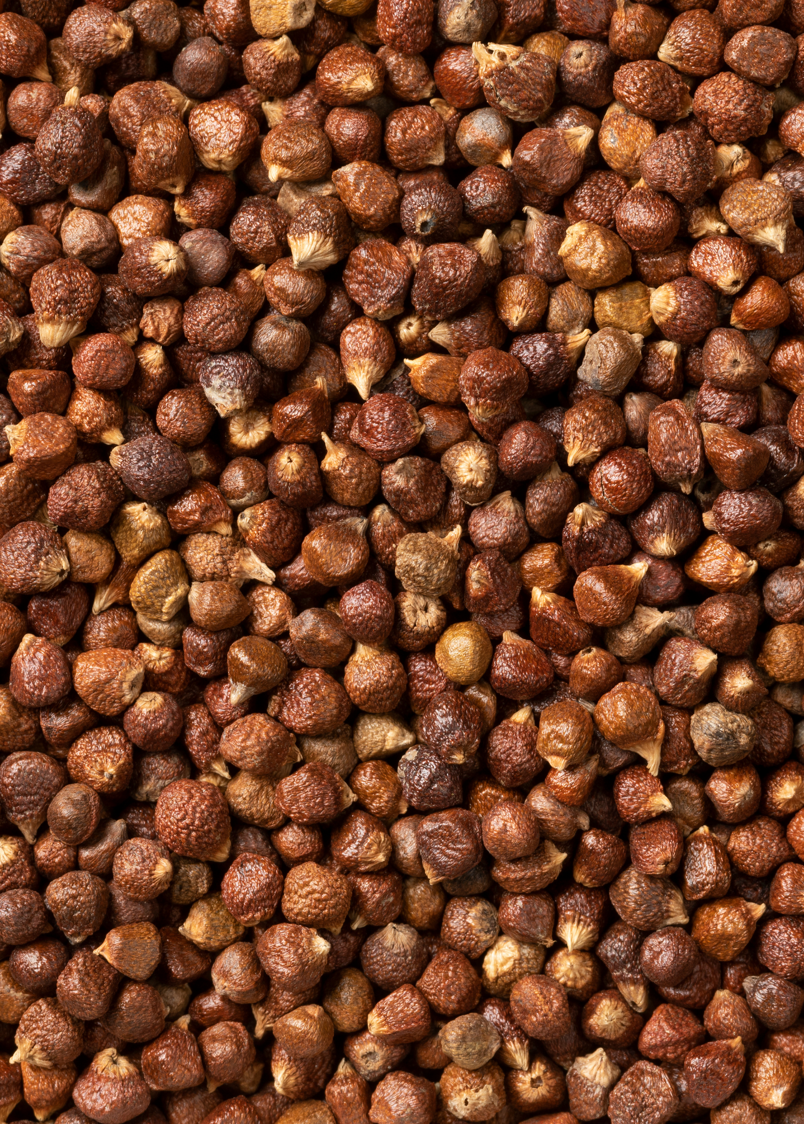 Grains of Paradise Seeds - Aromatic Spicy Aframomum melegueta for Culinary & Medicinal Use