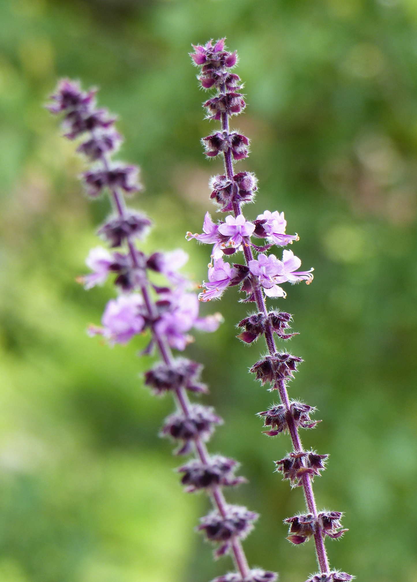 African Blue Basil Plant, Shrubby Herb, Deep Purple Variegated, Perennial, Ocimum Kilimandscharicum × Basilicum 'Dark Opal'