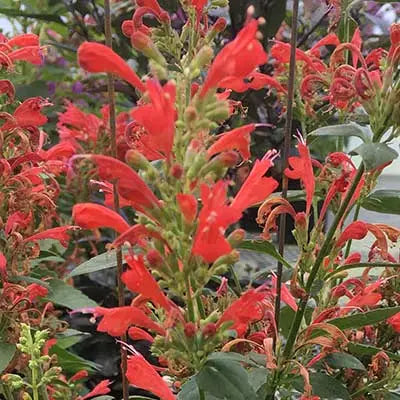 Agastache Kudos Red Live Plant 3–6” Tall - Bareroot Hummingbird Mint Perennial for Zones 5–10