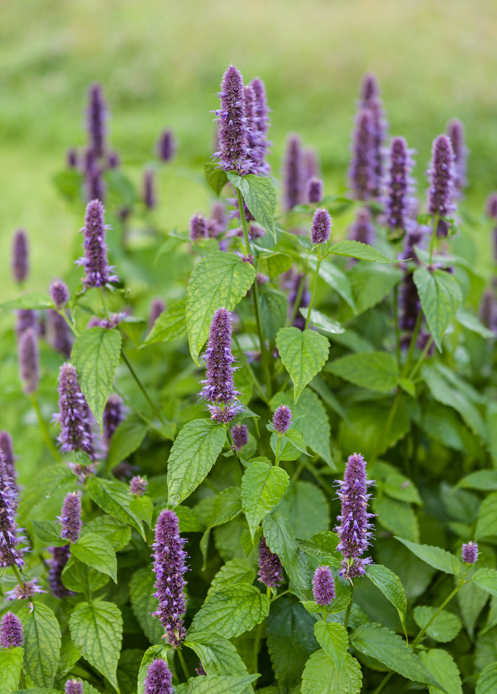 Anise Hyssop Herb Plant, Agastache foeniculum, Perennial, Lavender Blue, Pollinator Magnet, Drought Tolerant