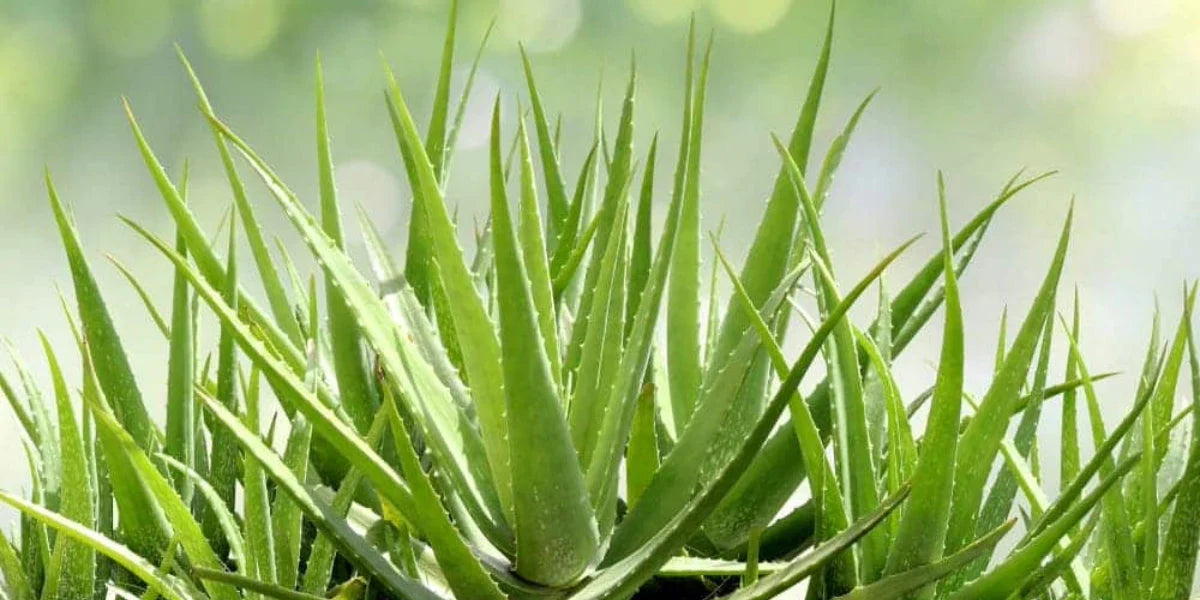 2 Aloe Vera Plants Bare Root 8–12 Inches Organic Medicinal Succulent for Home & Garden