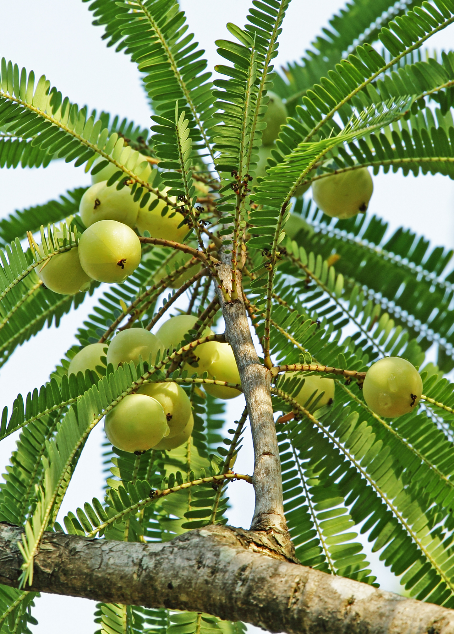 Amla Tree Seedling, Indian Gooseberry, Phyllanthus emblica, Rejuvenating Ayurvedic Herb, Vitamin C Rich Medicinal Plant