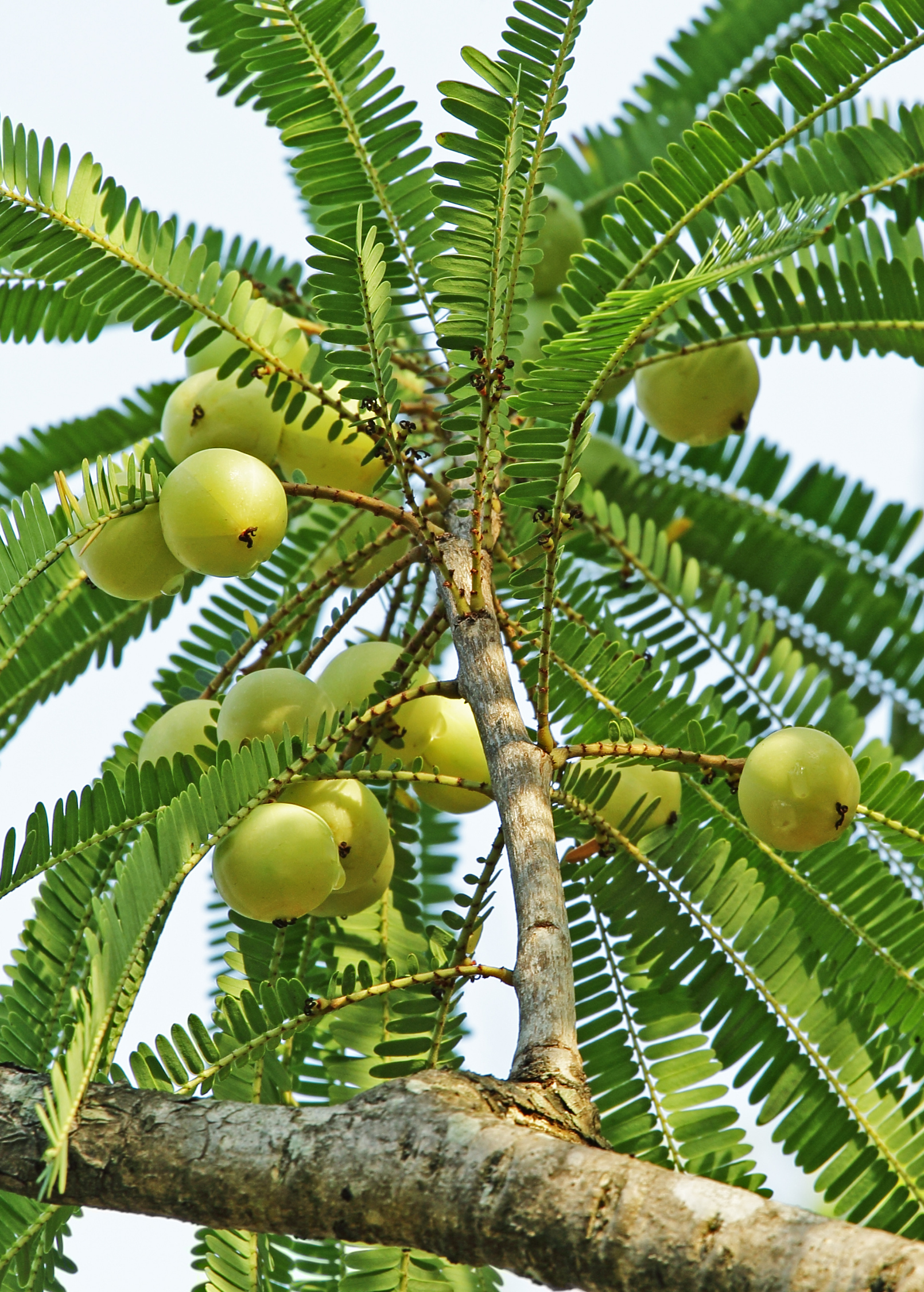 Amla Tree Seedling, Indian Gooseberry, Phyllanthus emblica, Rejuvenating Ayurvedic Herb, Vitamin C Rich Medicinal Plant