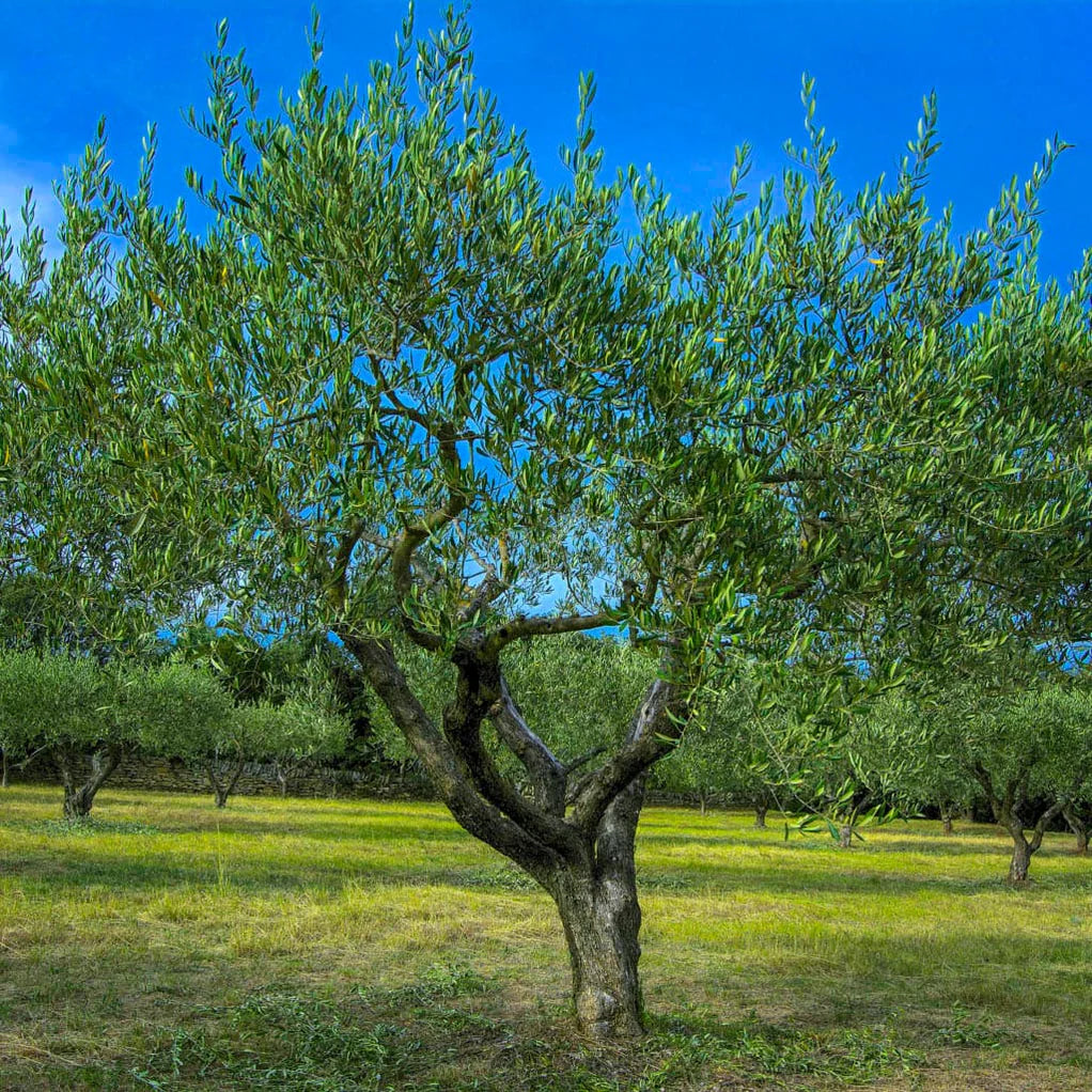 Arbequina Olive Tree Starter Plant | Self-Pollinating, Cold Hardy, Drought Tolerant | Produces Olives & Oil | Container or Garden