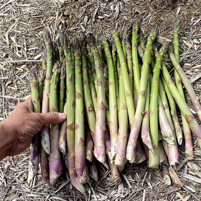 10 Millennium Asparagus Bare Root Crowns | 2-Year Live Plants | Non-GMO Heirloom Perennial Vegetable Seedlings