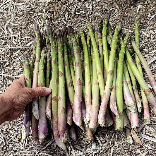 10 Millennium Asparagus Bare Root Crowns | 2-Year Live Plants | Non-GMO Heirloom Perennial Vegetable Seedlings