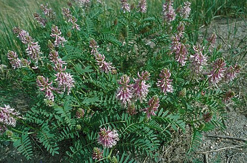 Astragalus bisulcatus Seeds – Twogroove Milkvetch Native Perennial Wildflower, Non-GMO Pollinator Planting Seeds