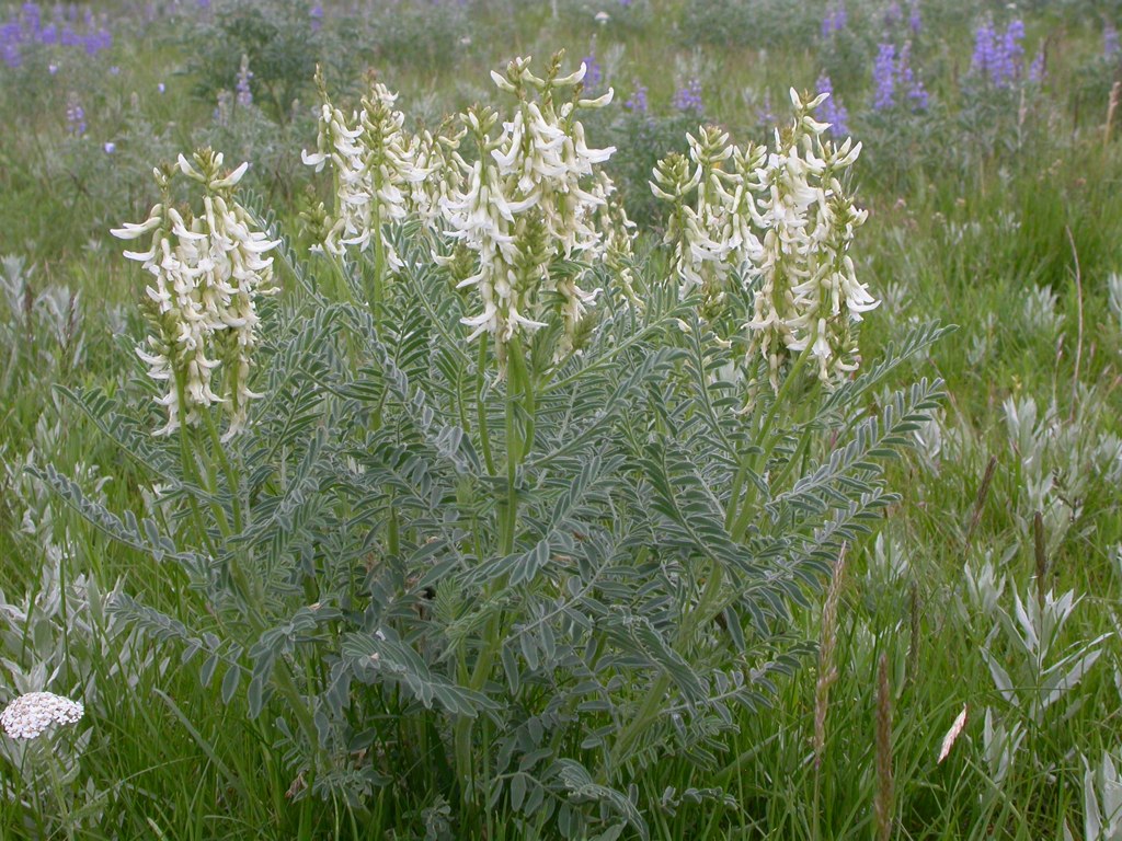 Astragalus drummondii Seeds – Woolly Milkvetch Native Perennial Legume for Pollinator Gardens, 30 Non-GMO Seeds