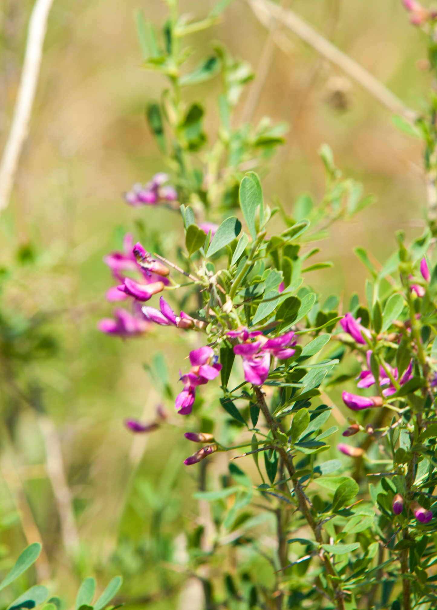 Astragalus Root Herb Seed Packets - Medicinal Astragalus membranaceus for Immune Support and Traditional Chinese Medicine