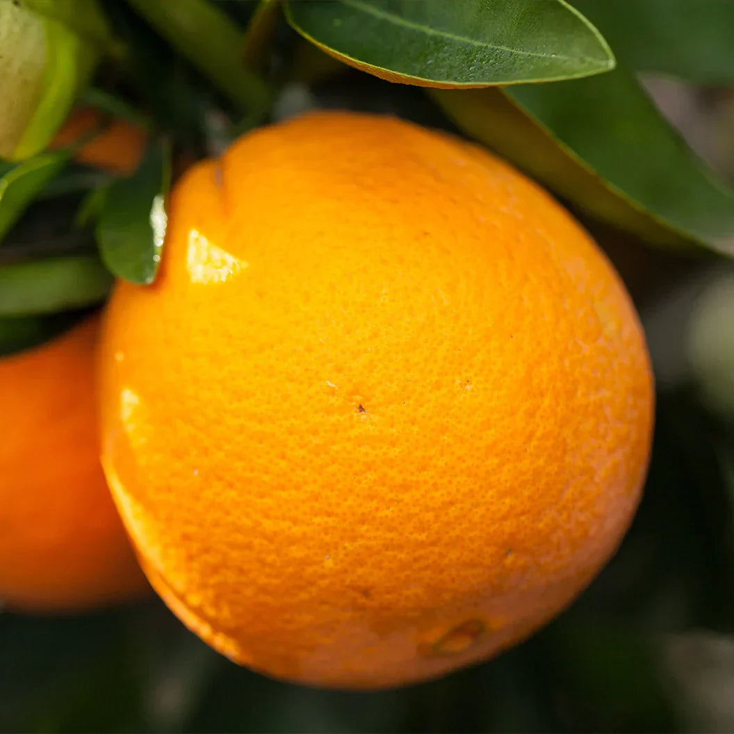 Navel Orange Cuttings 6-8 Inch Unrooted Organic Citrus sinensis Scion Wood for Rooting & Grafting