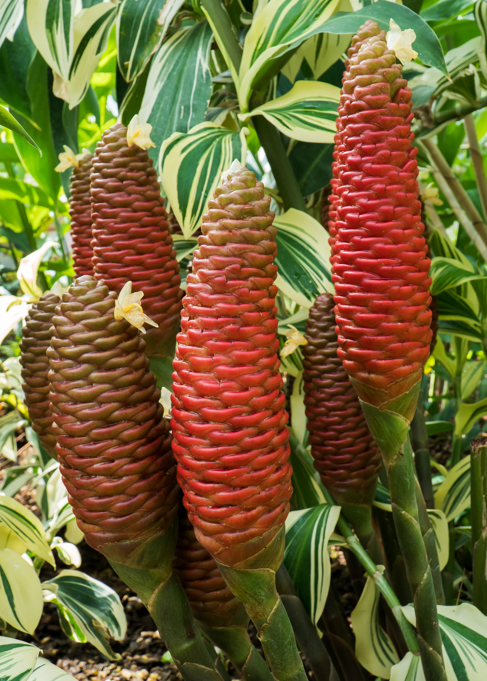 Awapuhi Shampoo Ginger Plant with Fragrant Red Inflorescences Zingiber zerumbet