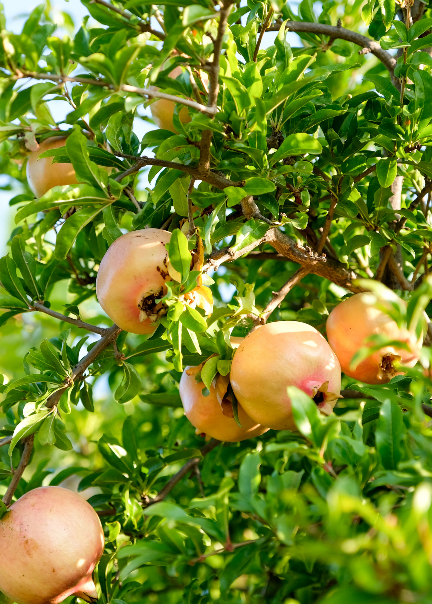 Pomegranate 'Azadi' Soft-Seeded Fruit, Persian Sweetheart, Punica granatum 'Azadi'
