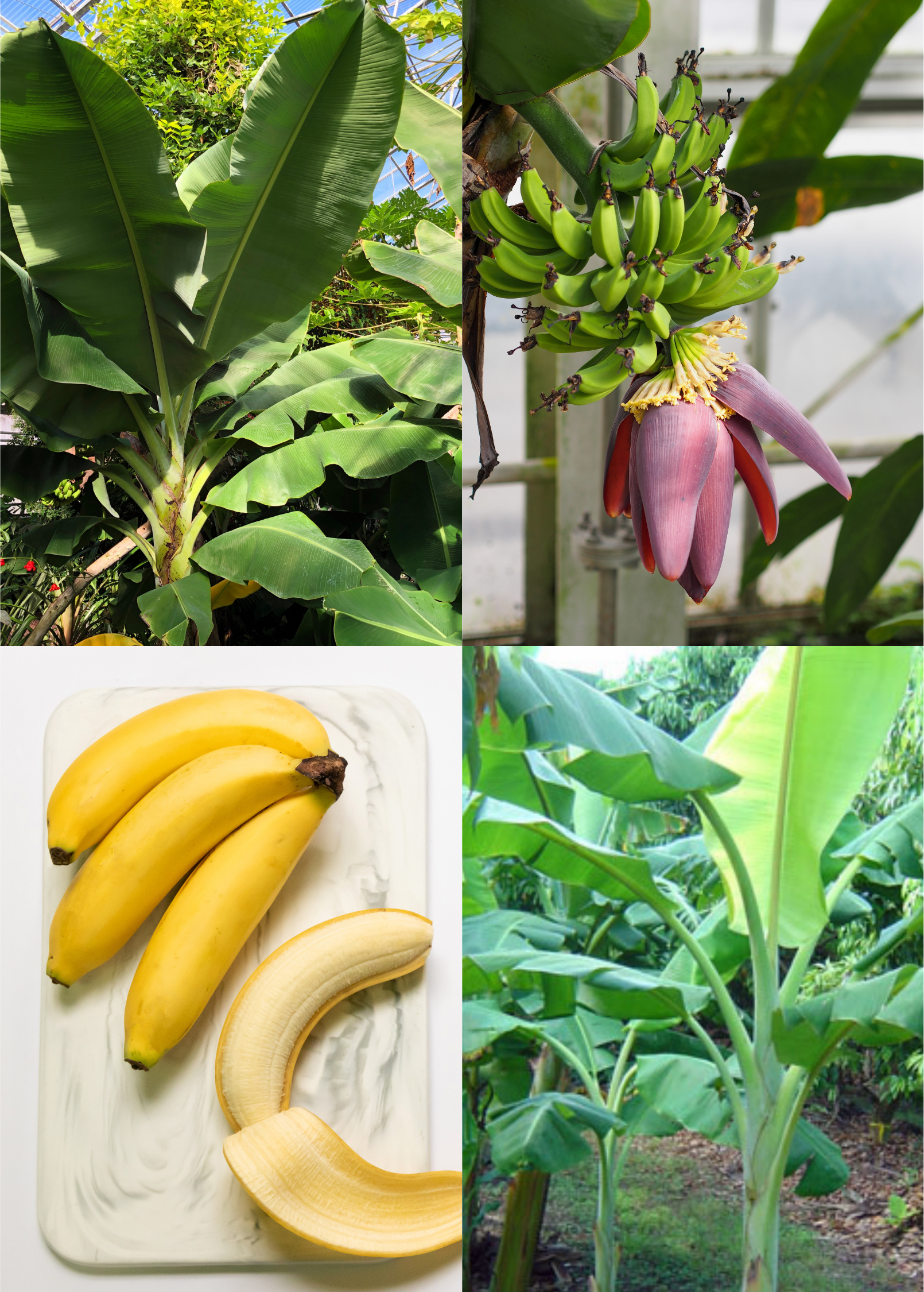 Banana Plant Bundle – Dwarf Orinoco & Dwarf Cavendish – Tropical Fruit Plants for Container Gardening and Small Spaces