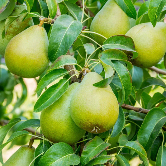 10 Bartlett Pear Tree Cuttings Unrooted for Grafting & Propagation | Pyrus communis