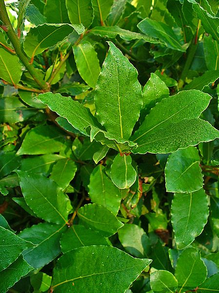 Live Bay Laurel Herb Plant - Laurus nobilis - Evergreen Culinary Herb in 2.5" Pot for Gardens & Kitchens