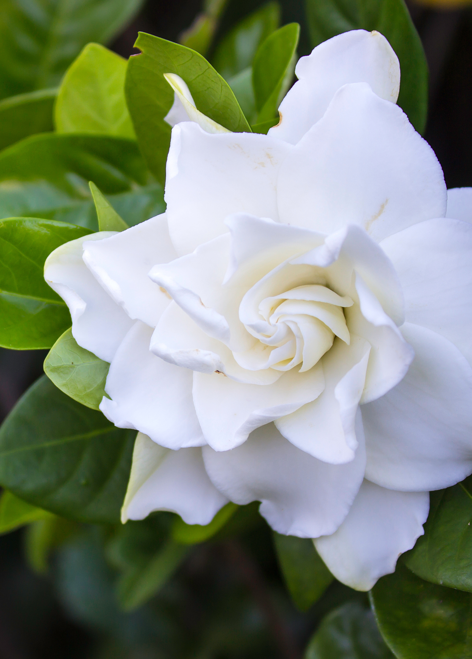 Gardenia jasminoides Belmont Gardenia Shrub - Fragrant White Blooms, Evergreen, Hardy in Zones 8-11