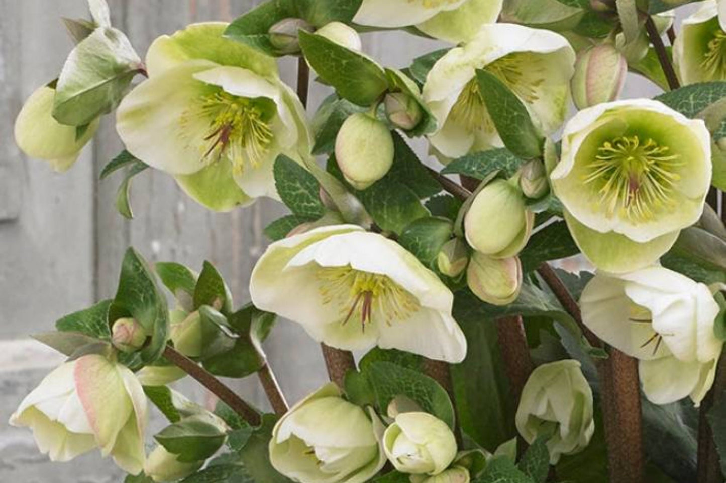 Hellebore ‘First Dance’ - Established Gal Size Lenten Rose Perennial with Double Yellow Blooms