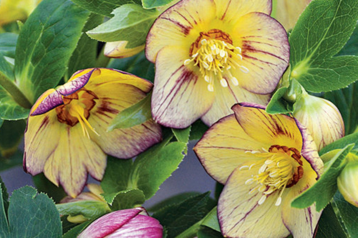 Hellebore ‘Tropical Sunset’ Perennial – Established Gal Size Lenten Rose with Double Yellow Flowers, Helleborus x hybridus