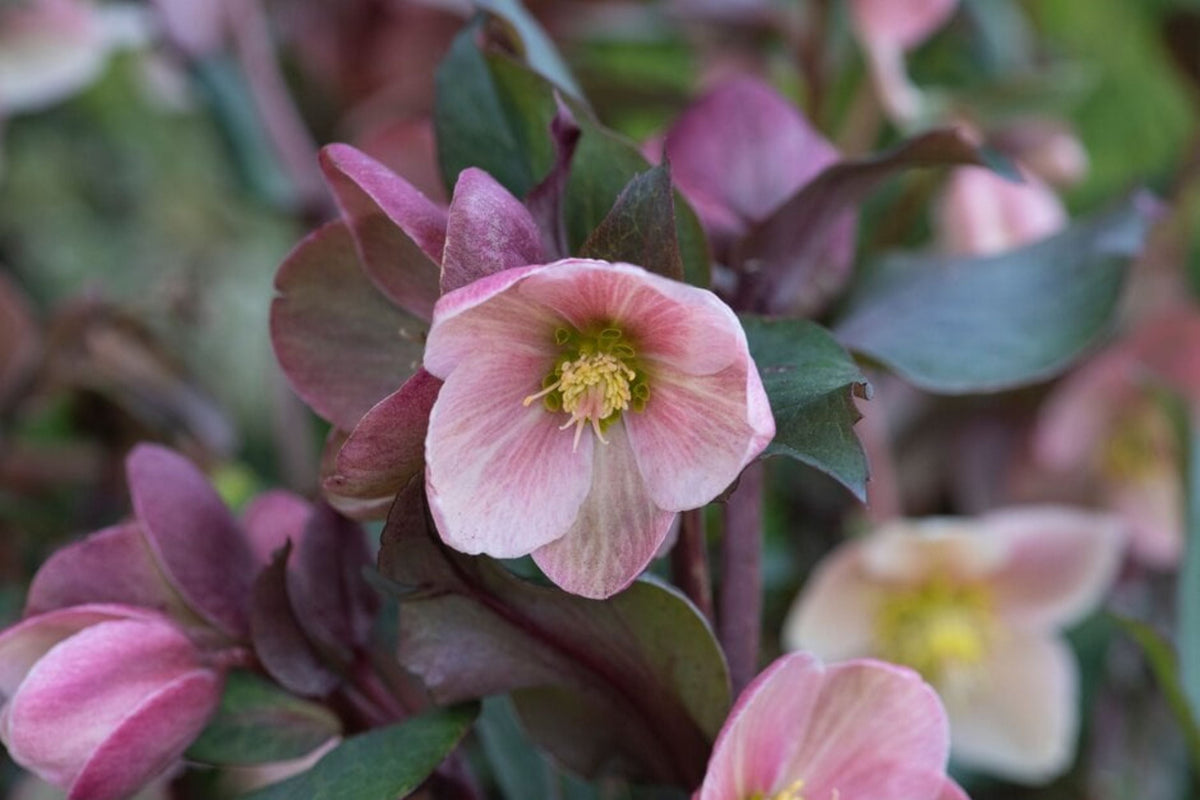 Hellebore ‘Frosty Rose’ - Gallon Size Plant with Healthy Roots, Shade-Loving Lenten Rose Perennial