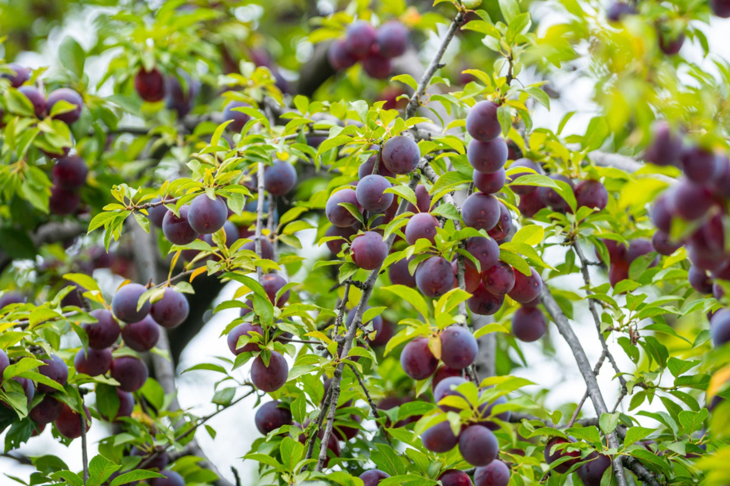 Santa Rosa Plum Tree - 1 Live Bareroot Plant up to 2ft Tall | Prunus salicina Sweet Juicy Fruit Tree