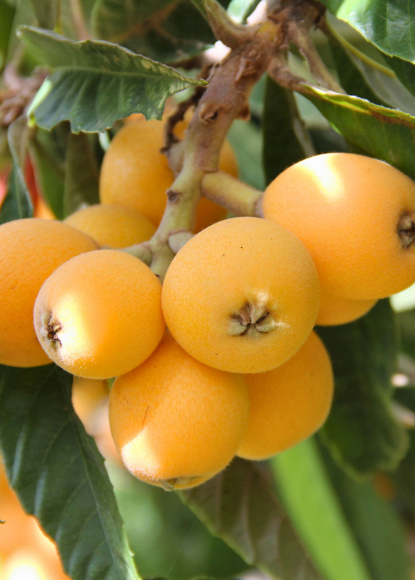 Loquat Seedling Big Jim - Sweet Juicy Fruit Tree, Hardy Evergreen, Edible Garden, Asian Fruit Tree