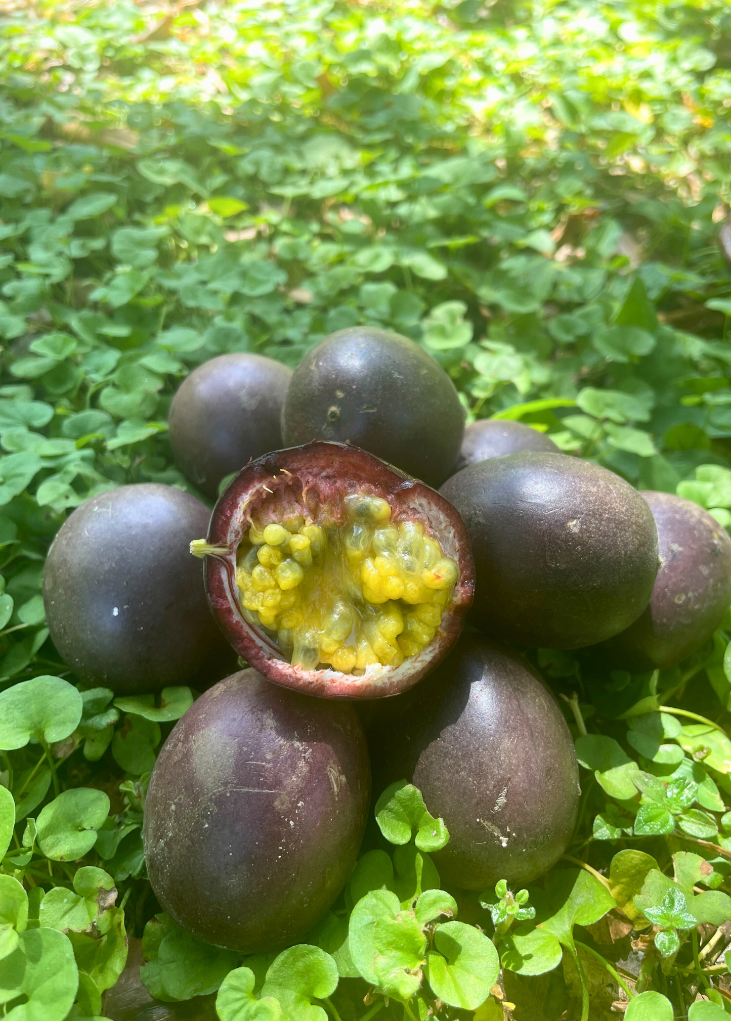 Passionfruit Black Beauty Vine, Purple Fruit, Aromatic Pulp, Passiflora edulis, Tropical Fruit Plant