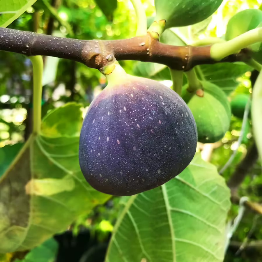 Black Jack Fig Tree Cuttings Unrooted Ficus carica Propagation Scion Wood for Grafting and Growing