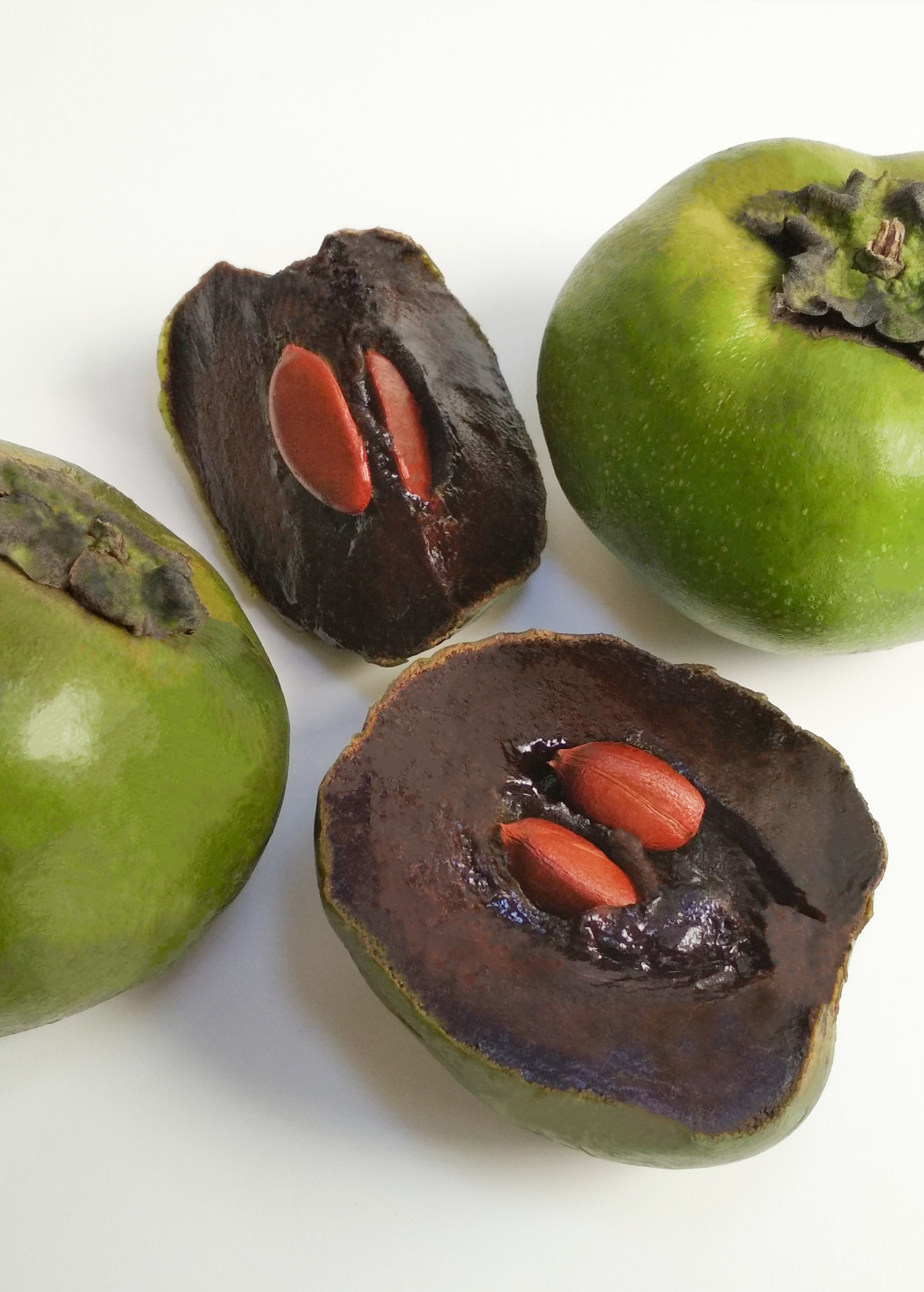 Black Sapote Seedling - Tropical Fruit Tree with Custard-Like Fruit - Diospyros nigra