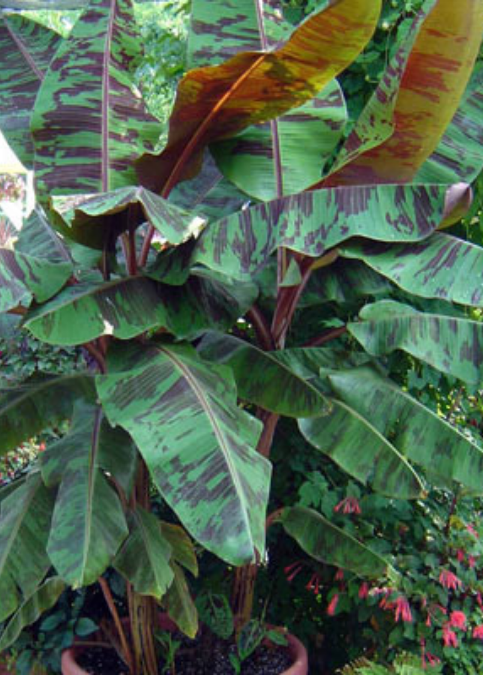 Blood Banana Plant - Ornamental Musa acuminata var. zebrina with Edible Fruit, Tropical Foliage