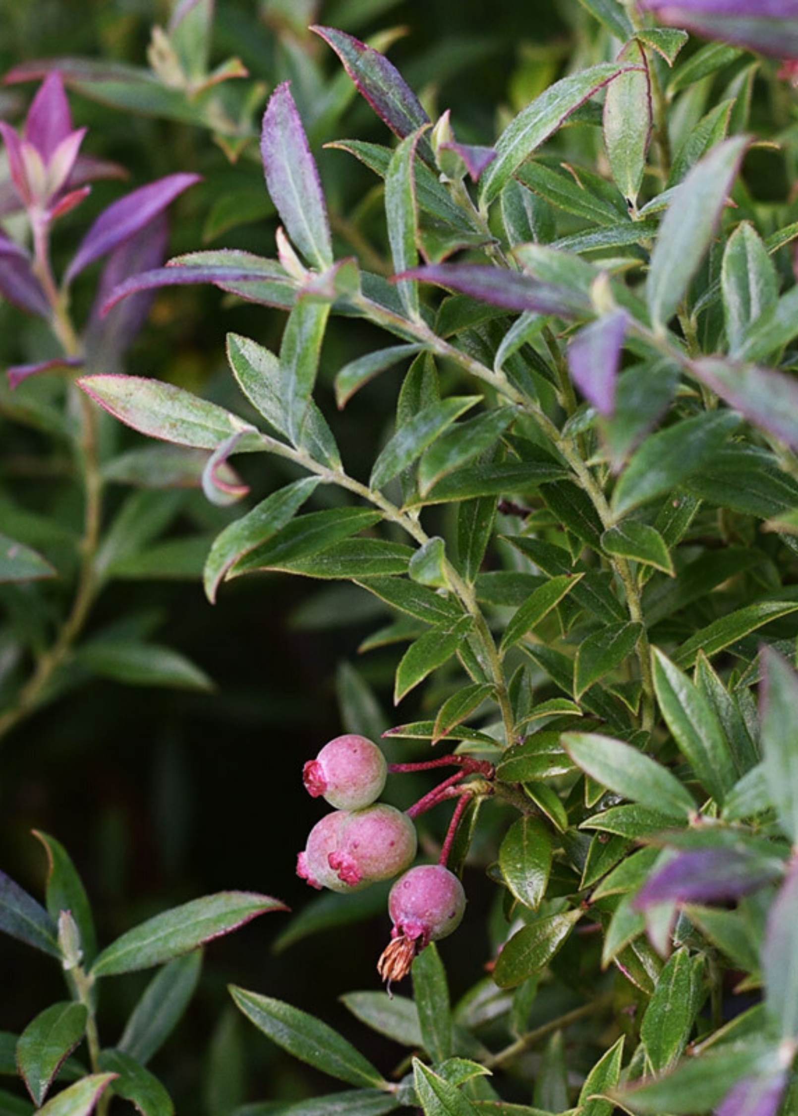 Blueberry 'Native Florida' Vaccinium darrowii - Low-Maintenance Evergreen Shrub with Small Sweet Berries