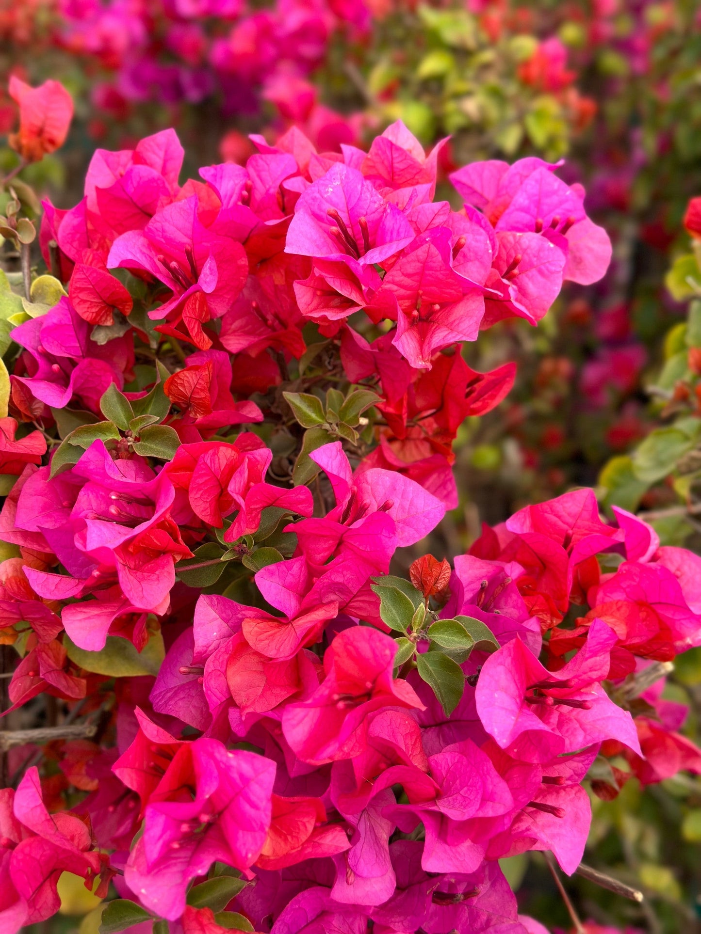 Bougainvillea Fuchsia Pink Live Cuttings – 6" Unrooted Flowering Vining Shrub for Garden, Fence, or Bonsai, Tropical Plant