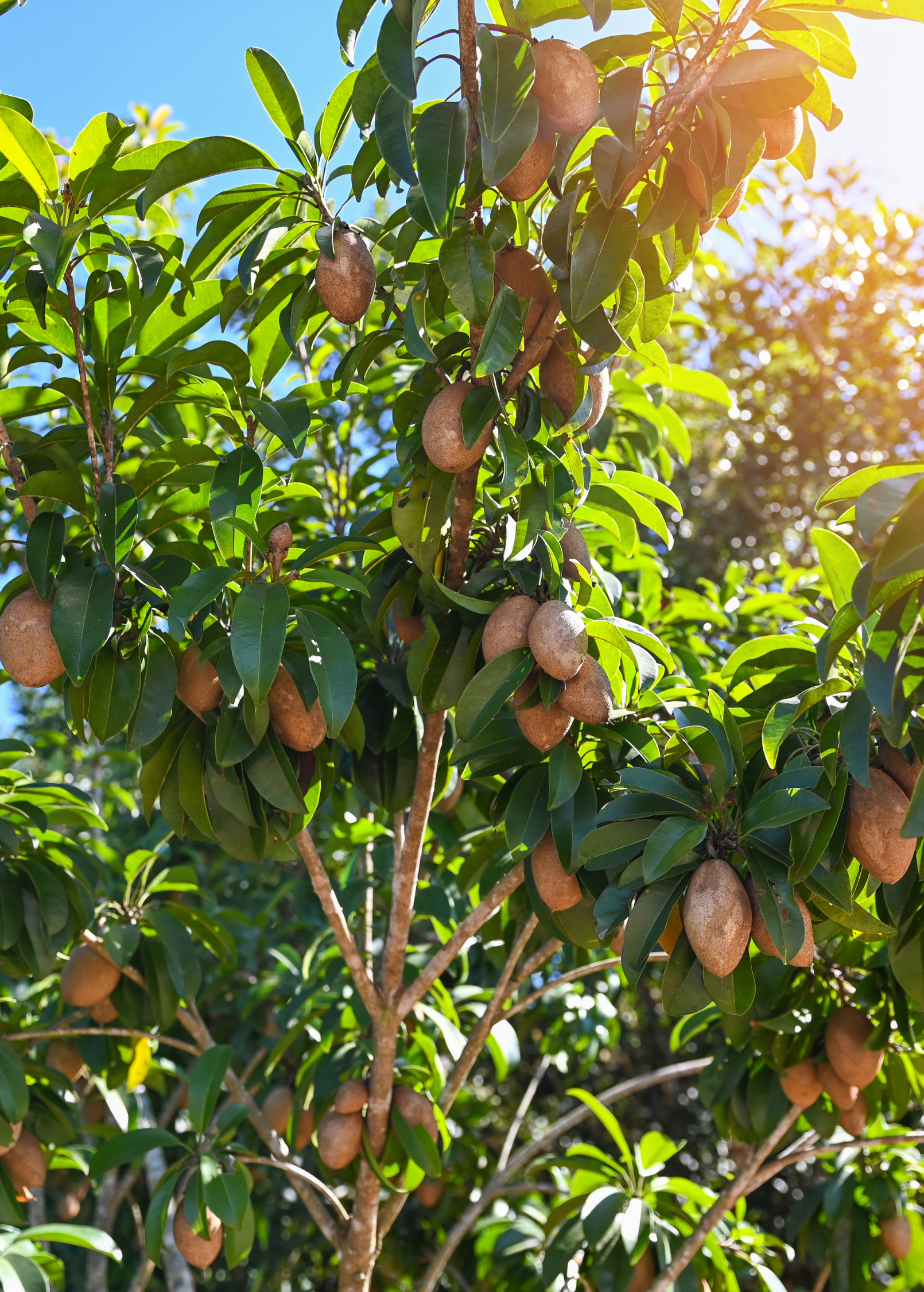 Sapodilla Seedling Manilkara zapota Tropical Fruit Tree with Caramel Flavor