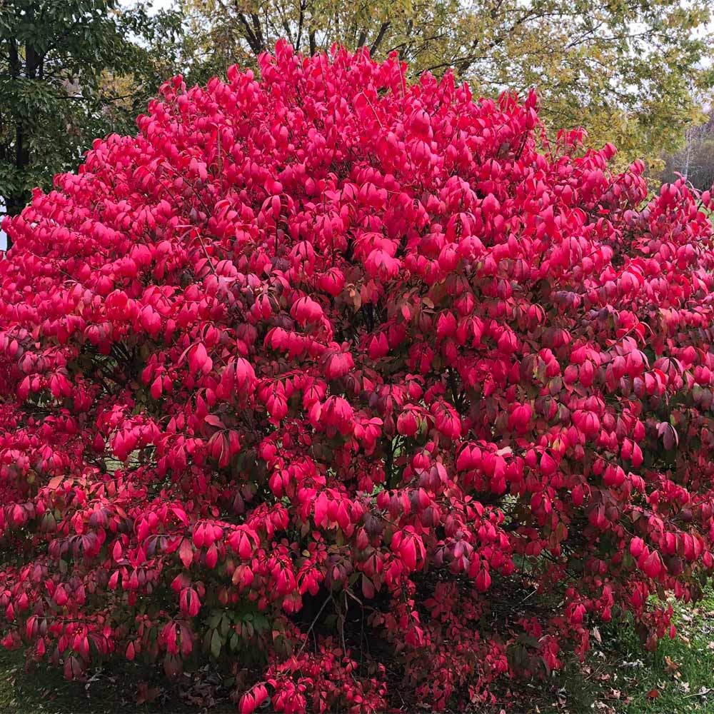 Burning Bush Hardwood Cuttings – Euonymus alatus Propagation, Fall Color, Cold Hardy Ornamental Shrub