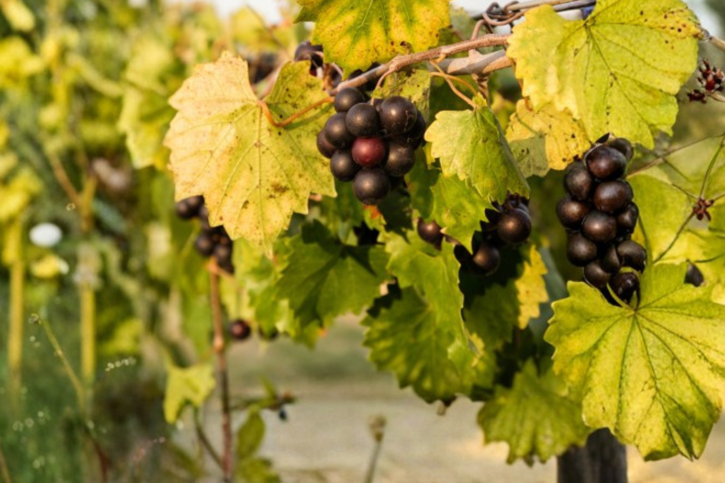Siebel 9110 Grape Vine Live Plant, 3-Gallon Hybrid Fruit Vine for Backyard Vineyard and Garden