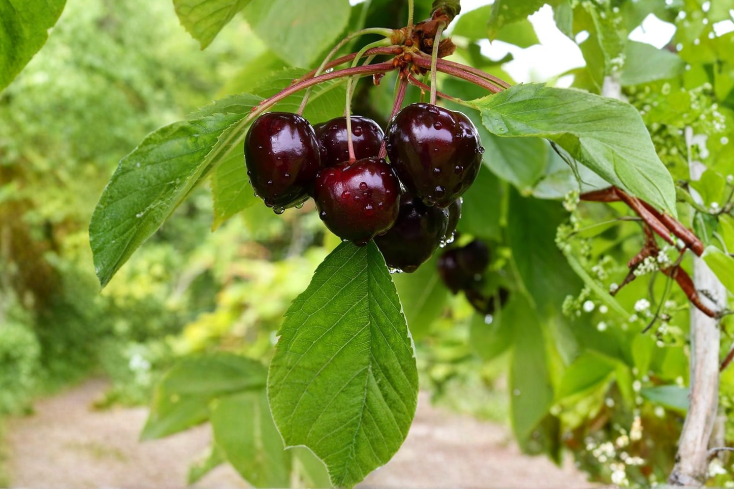 Black Pearl Cherry Tree Live Plant 4–6 Ft Dark Red to Black Fruit Prunus avium for Home Garden