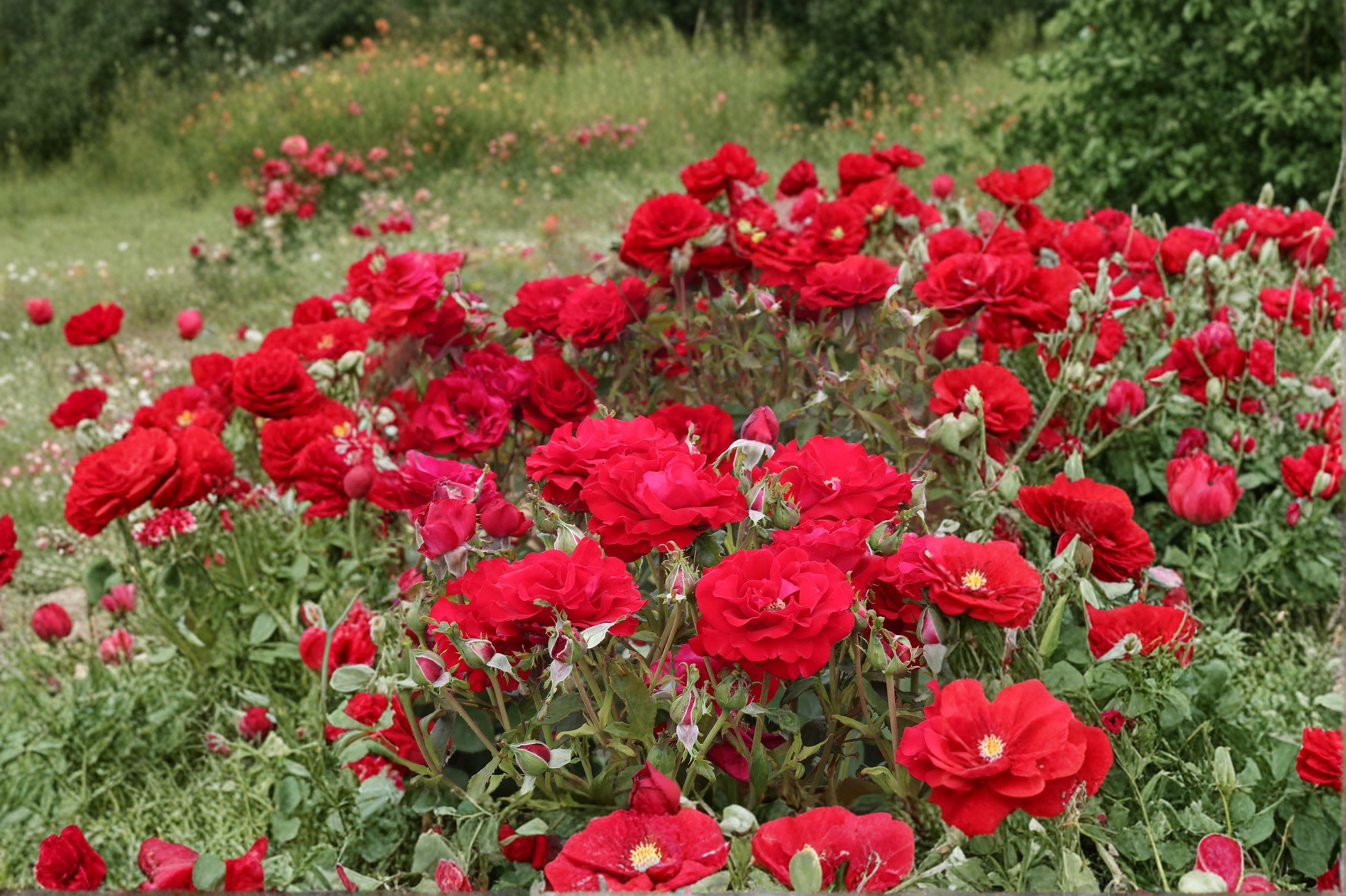 Red Drift Ground Cover Rose Plant 2 Gal – Live Bush with Red Blooms, Low-Growing, Spreading, Rosa ‘Red Drift’ for Landscaping