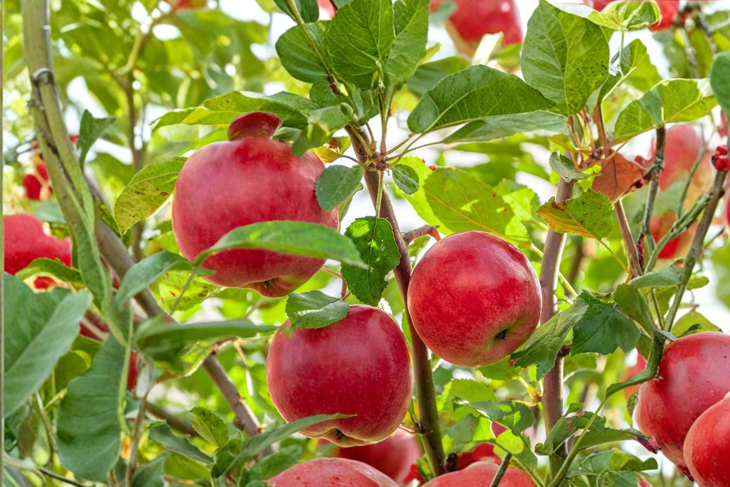 Pink Lady Apple Tree 4-6 Ft Live Fruit Tree for Backyard Orchard, Crisp Sweet Apples, Malus domestica