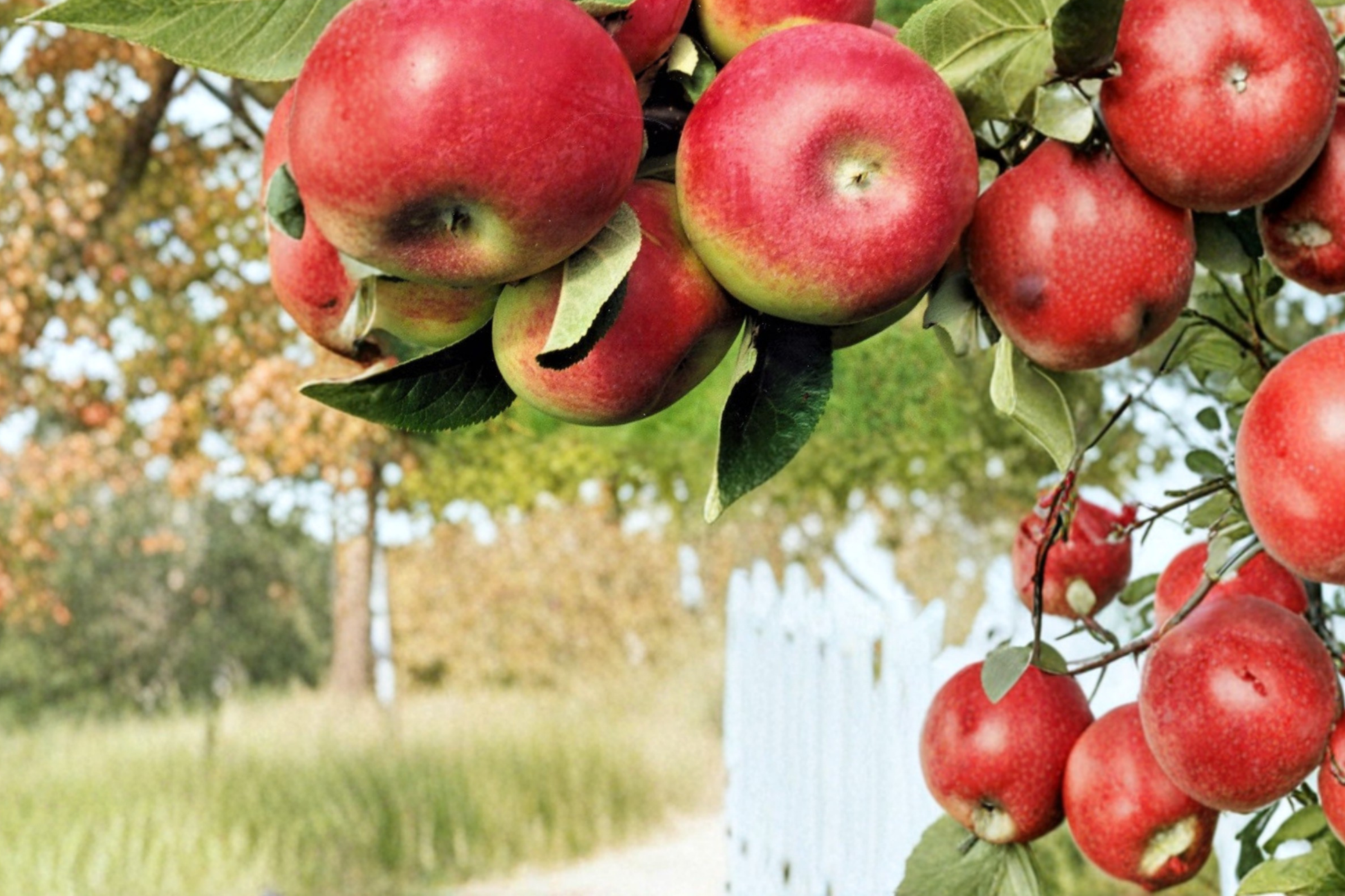 Apple Tree Live Plant – McIntosh Variety in 5-Gallon Container, Fruit Producing, Malus domestica for Backyard Garden
