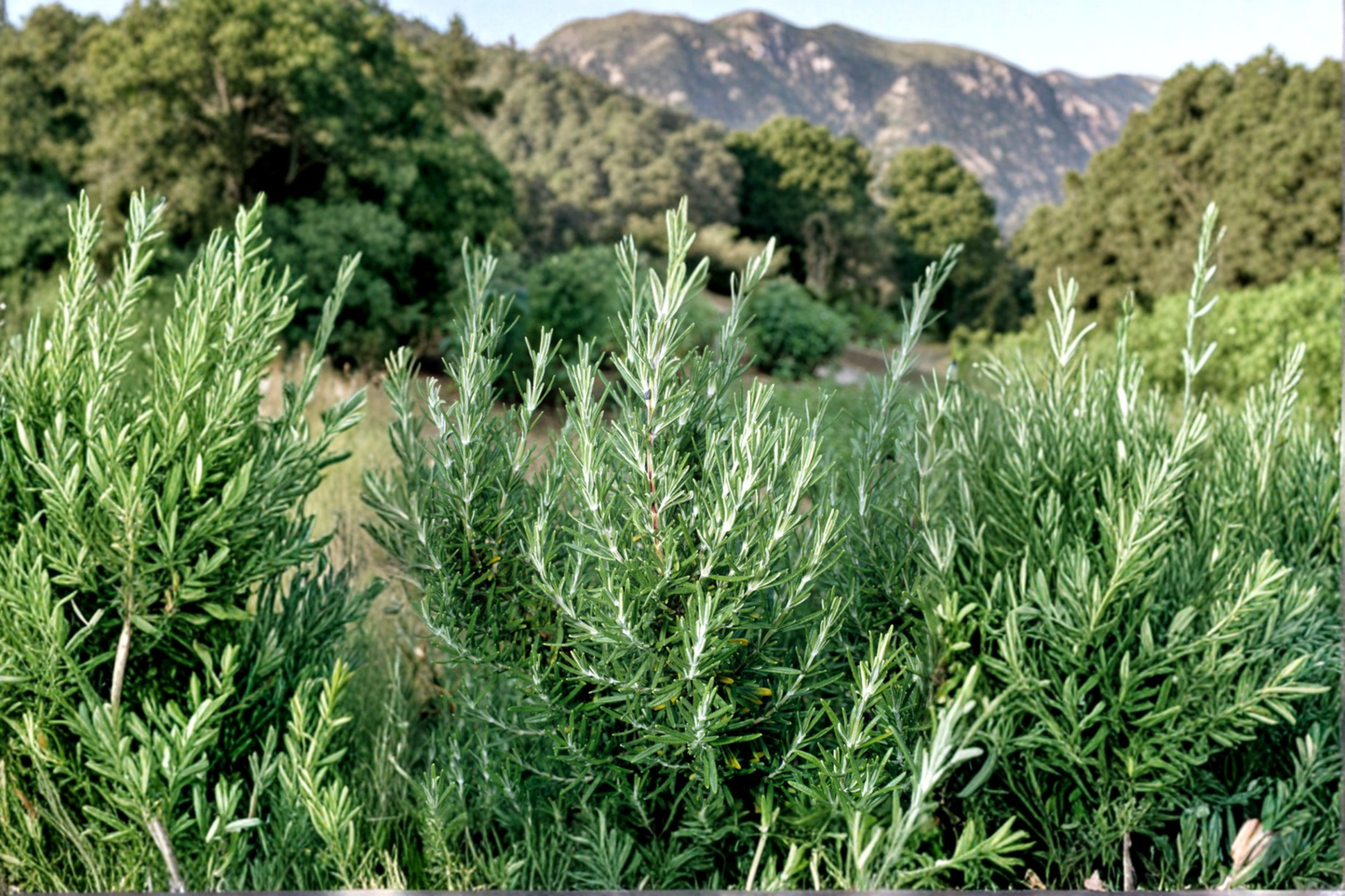 Rosemary Plant 3 Gallon Live Shrub – Evergreen Hedge, Salvia rosmarinus for Garden Landscape