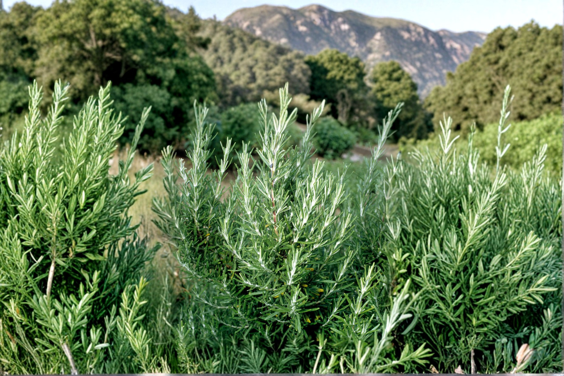 Rosemary Plant 3 Gallon Live Shrub – Evergreen Hedge, Salvia rosmarinus for Garden Landscape