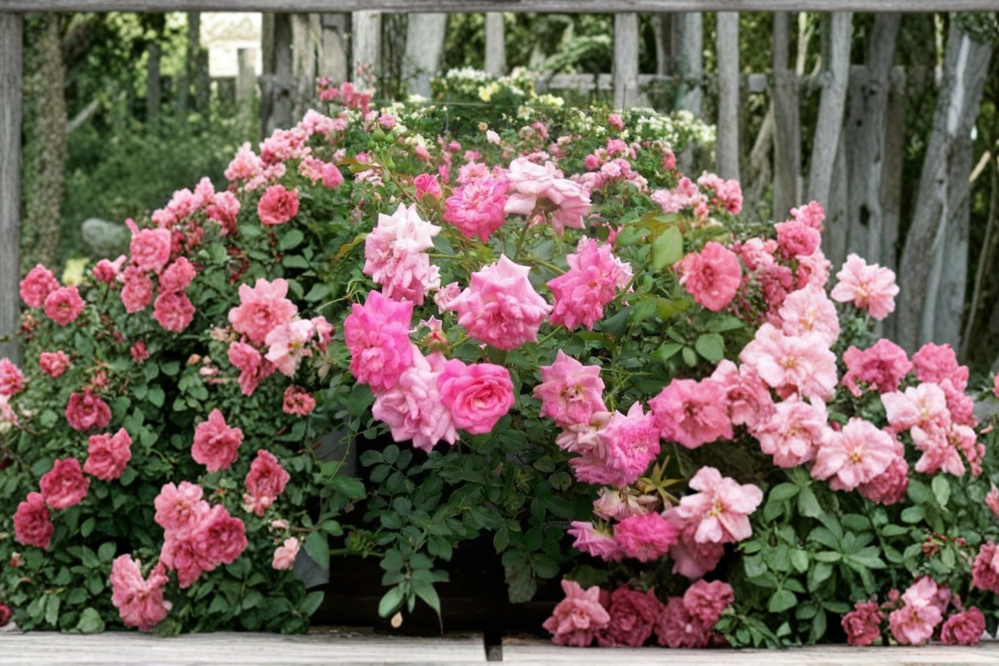 Sweet Drift Pink Rose Live Plant – 3 Gallon Ground Cover Rose Bush with Double Pink Blooms, Compact Spreading Shrub, Full Sun, Rosa â€˜Sweet Driftâ€™