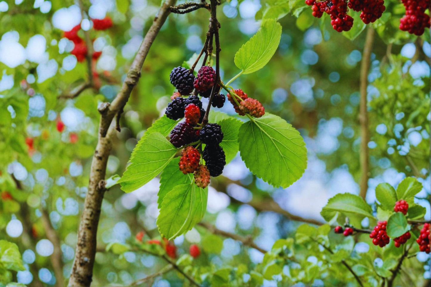 Fruitless Mulberry Tree Live Plant – 8-9 Ft Shade Tree Morus alba Non-Fruiting Landscape Tree