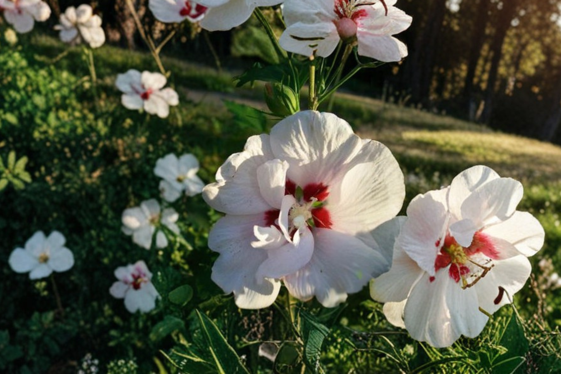 Double White Rose of Sharon Live Plant 5 Gal Hibiscus syriacus Flowering Shrub for Garden Landscape