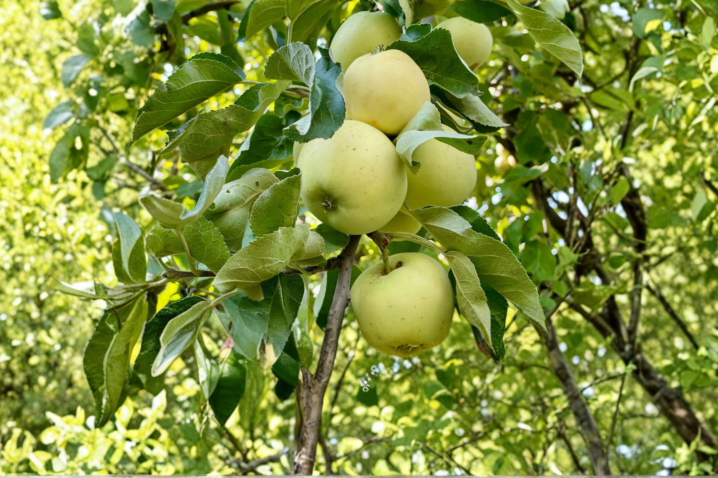 Yellow Transparent Apple Tree 4-6 ft Live Fruit Tree Early Season Yellow Apples Malus domestica