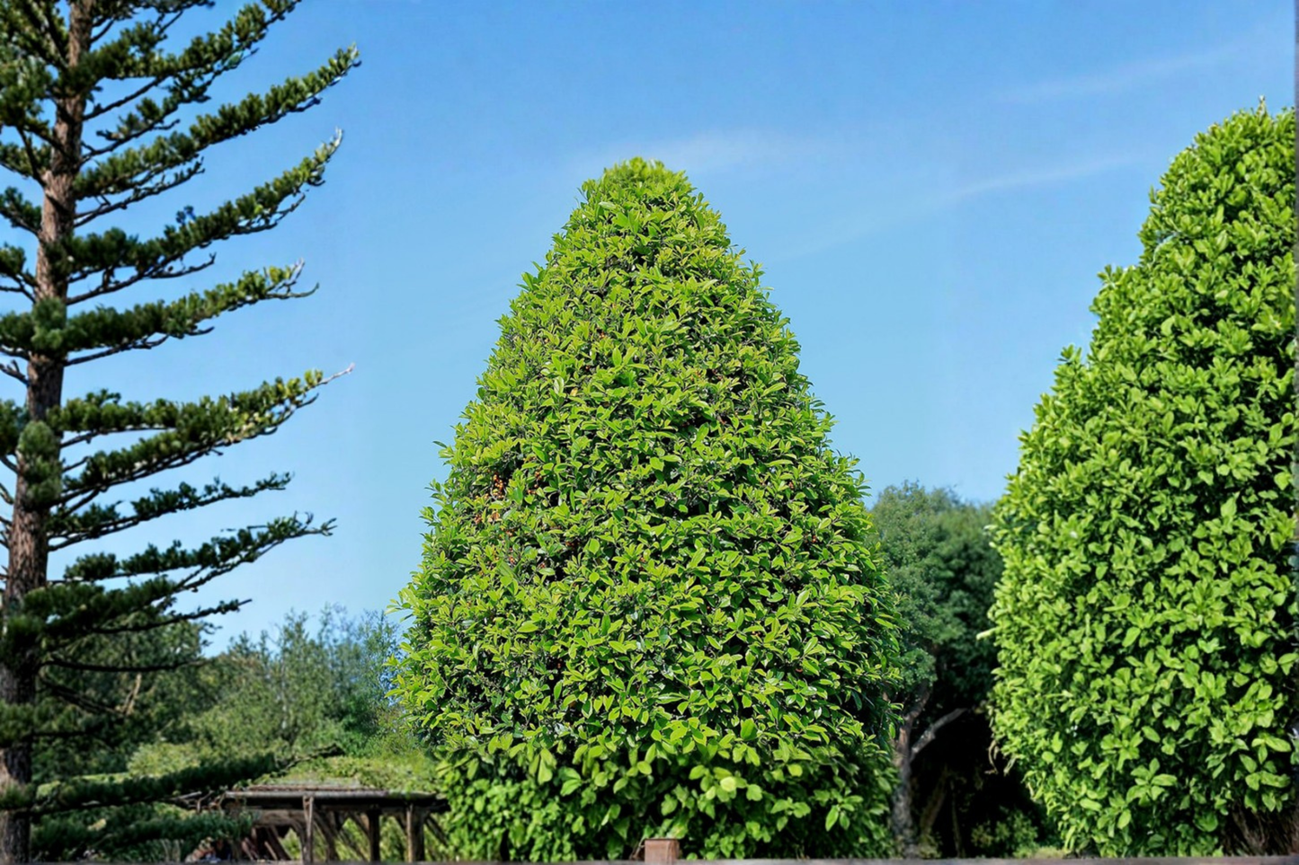 East Palatka Holly Shrub 3 Gal Live Plant Evergreen Hedge with Red Berries Ilex × attenuata Outdoor Landscape Tree