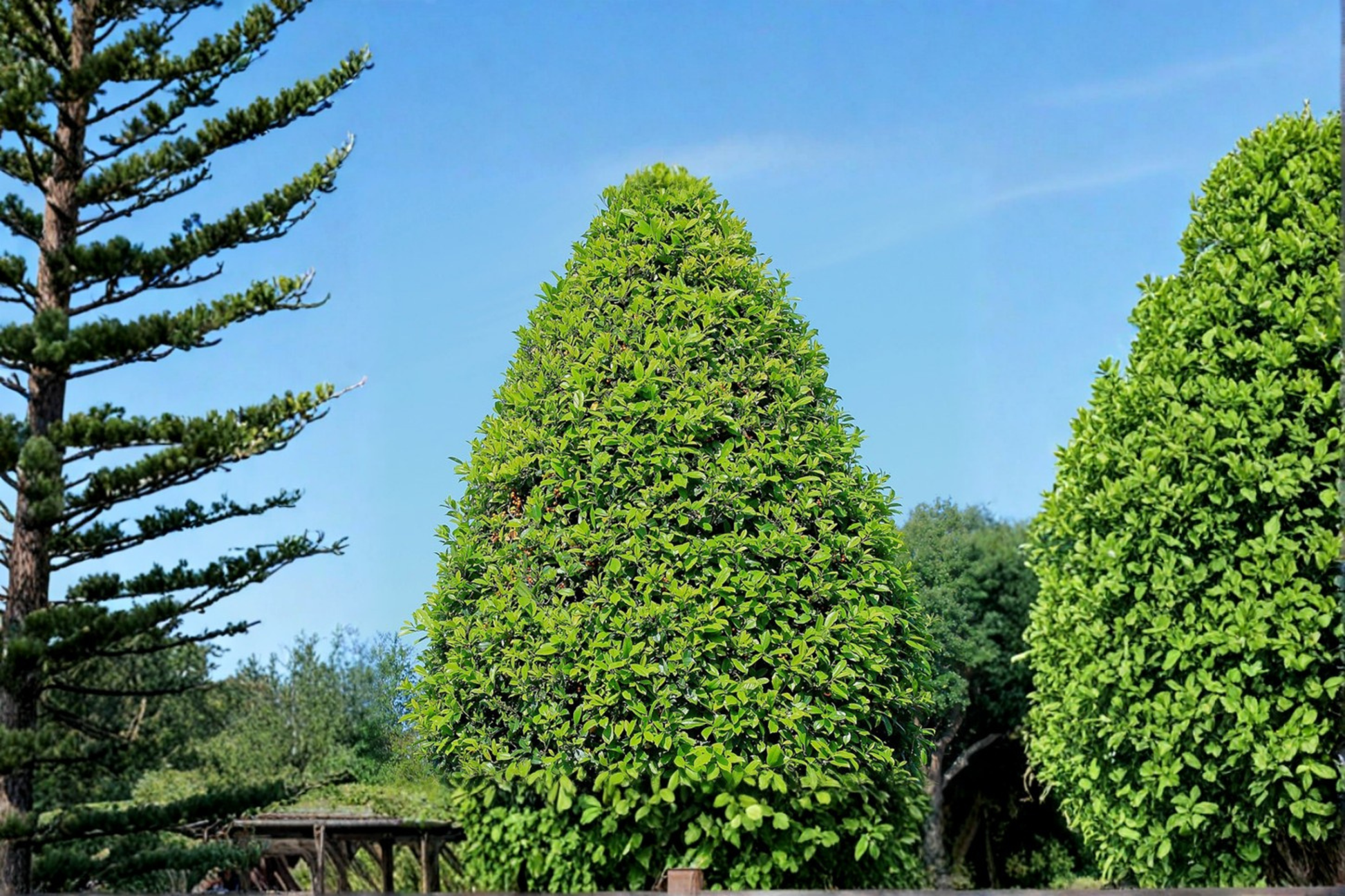 East Palatka Holly Shrub 3 Gal Live Plant Evergreen Hedge with Red Berries Ilex × attenuata Outdoor Landscape Tree