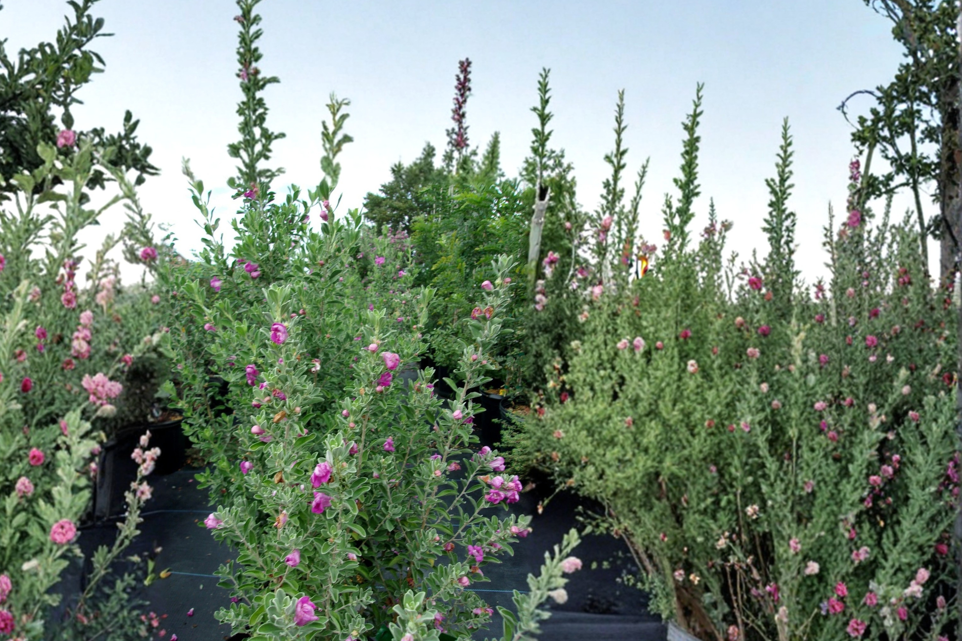 Purple Texas Sage Live Plant – 2-3 Ft Evergreen Shrub for Garden Hedges, Drought Tolerant Landscape, Leucophyllum frutescens
