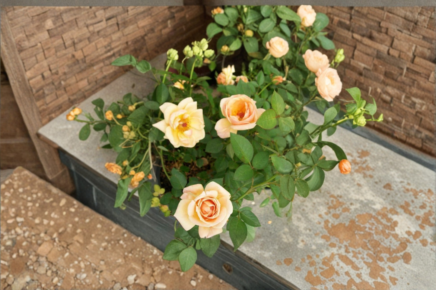 Apricot Yellow Rose Bush 5 Gal Live Plant – Rosa spp. Flowering Shrub for Garden Beds, Borders & Landscape